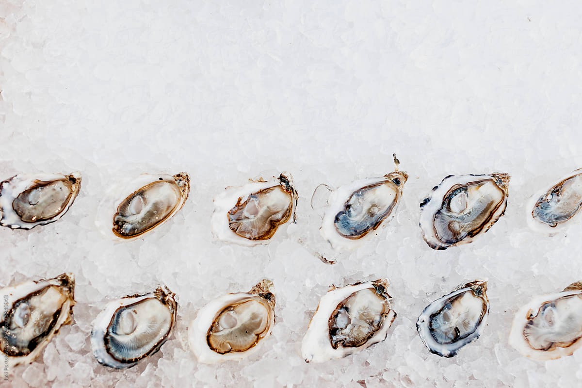Oysters
